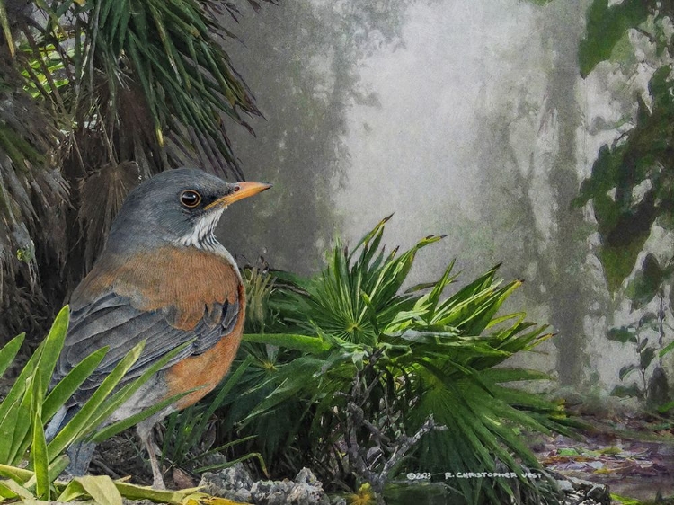 Picture of RUFOUS-BACKED ROBIN