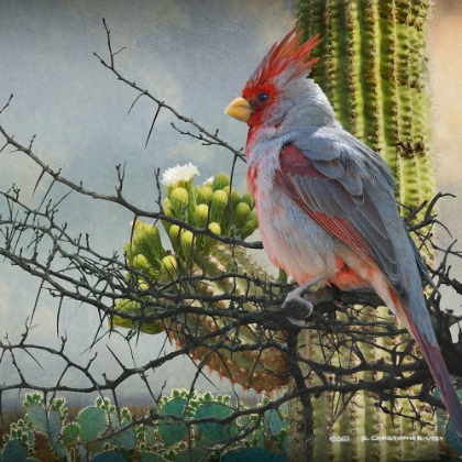 Picture of PYRRHULOXIA ON THORNS