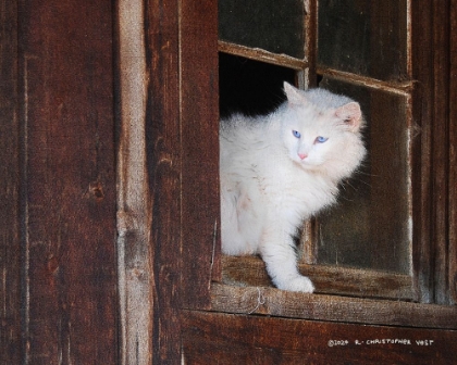 Picture of BOB-WHITE KITTY BARN WINDOW