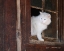 Picture of BOB-WHITE KITTY BARN WINDOW