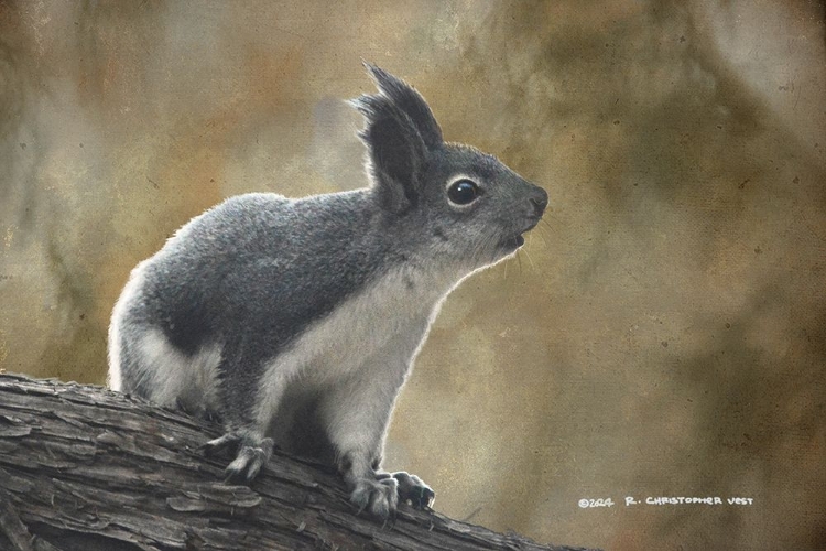 Picture of ABERTS SQUIRREL