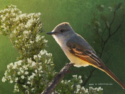 Picture of ASH THROATED FLYCATCHER