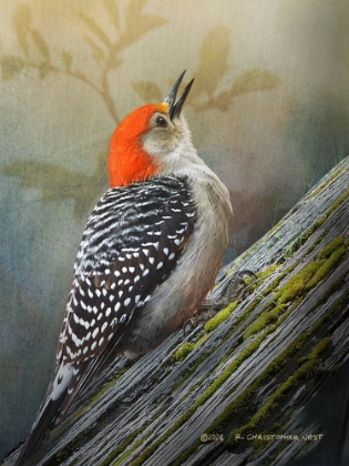 Picture of RED BELLIED WOODPECKER