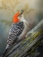 Picture of RED BELLIED WOODPECKER