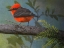 Picture of VERMILLION FLYCATCHER MALE