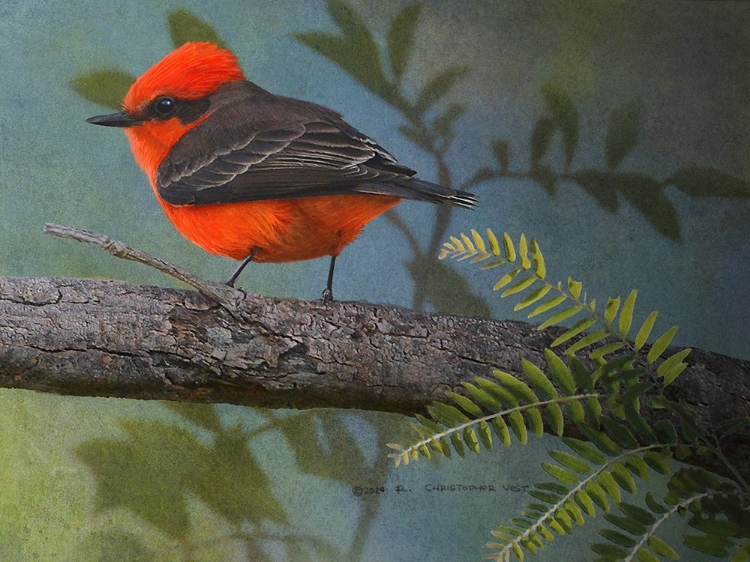 Picture of VERMILLION FLYCATCHER MALE