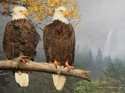 Picture of BALD EAGLE PAIR