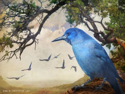 Picture of PINON JAYS