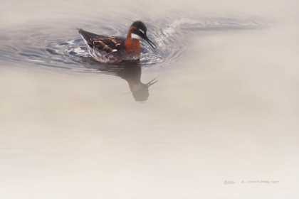 Picture of FEMALE PHALAROPE