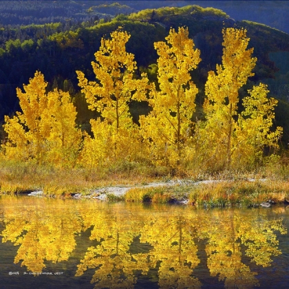 Picture of ROW OF ASPEN
