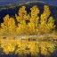 Picture of ROW OF ASPEN