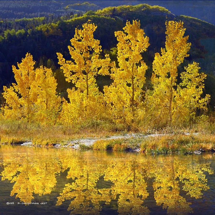 Picture of ROW OF ASPEN
