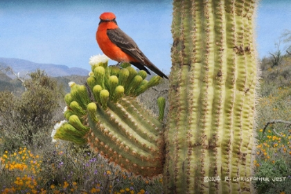 Picture of VERMILLION FLYCATCHER ON SAGUARO BLOSSOM