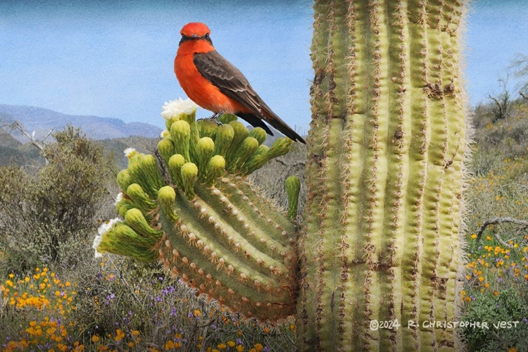 Picture of VERMILLION FLYCATCHER ON SAGUARO BLOSSOM