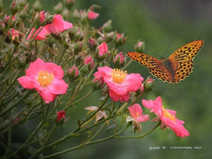 Picture of WILD ROSES WET