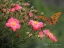 Picture of WILD ROSES WET