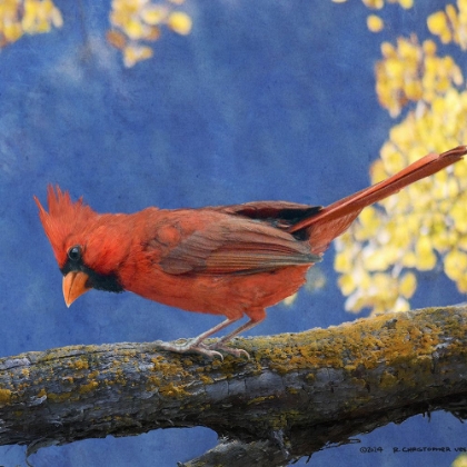 Picture of CARDINAL ON BRANCH