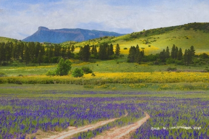 Picture of SUPERBLOOM HERE