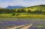 Picture of SUPERBLOOM HERE