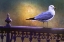 Picture of GULL ON WROUGHT-IRON RAIL