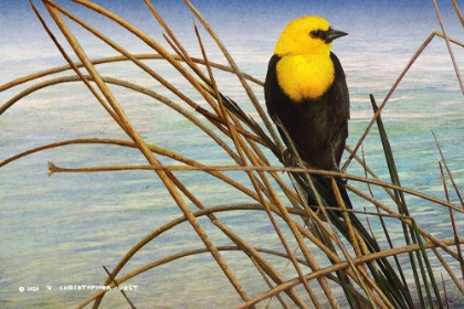 Picture of YELLOW HEADED BLACKBIRD