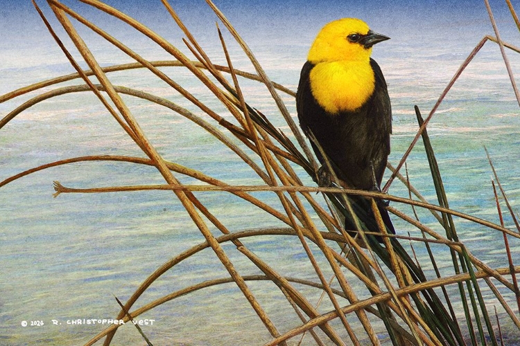 Picture of YELLOW HEADED BLACKBIRD