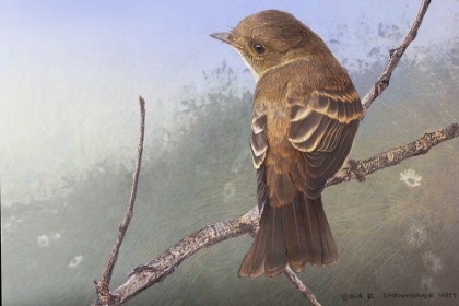 Picture of WESTERN WOOD-PEEWEE