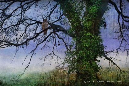 Picture of DEAD TREE IN THE SWAMP