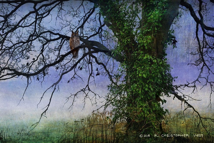 Picture of DEAD TREE IN THE SWAMP