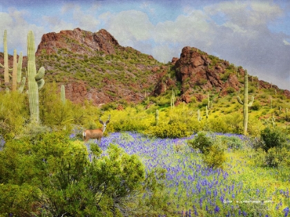 Picture of LUPINES AMID SAGAUROS