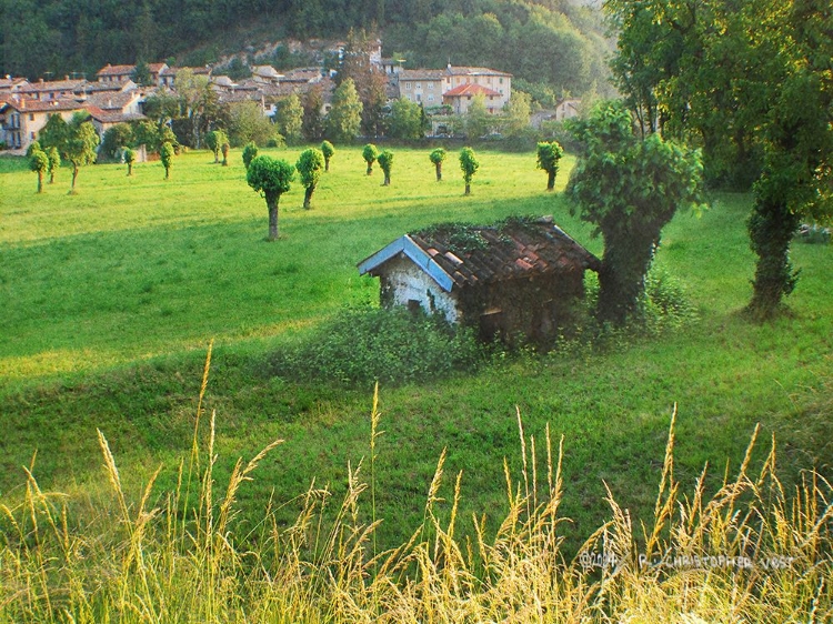 Picture of MUSHROOM TREES IN A VILLAGE IN ITALY