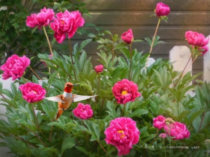 Picture of FENCE LINE BEGONIAS