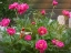 Picture of FENCE LINE BEGONIAS