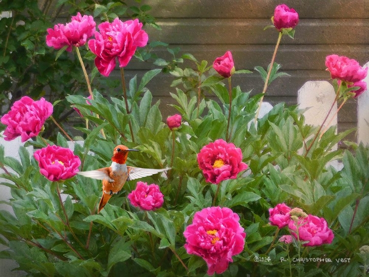 Picture of FENCE LINE BEGONIAS