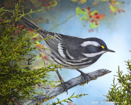Picture of BLACK THROATED GRAY WARBLER