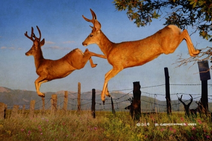 Picture of JUMPING THE FENCE