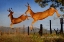 Picture of JUMPING THE FENCE