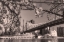 Picture of BRIDGE AND BLOSSOMS