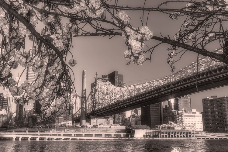 Picture of BRIDGE AND BLOSSOMS