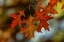 Picture of AUTUMN-COLORED OAK LEAVES I