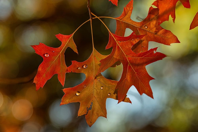 Picture of AUTUMN-COLORED OAK LEAVES I