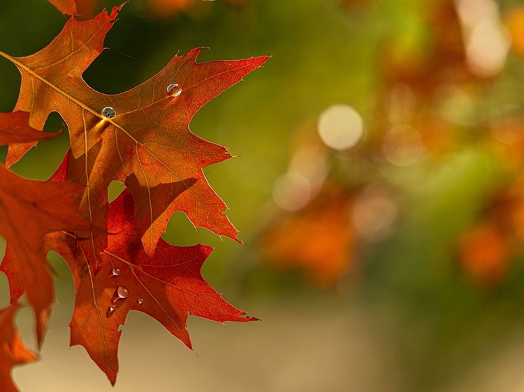 Picture of AUTUMN-COLORED OAK LEAVES II
