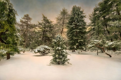 Picture of CENTRAL PARK IN WINTER