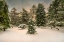 Picture of CENTRAL PARK IN WINTER