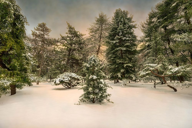 Picture of CENTRAL PARK IN WINTER