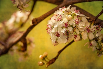 Picture of WHITE CHERRY BLOSSOMS I