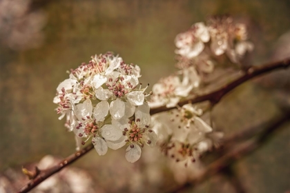 Picture of WHITE CHERRY BLOSSOMS II