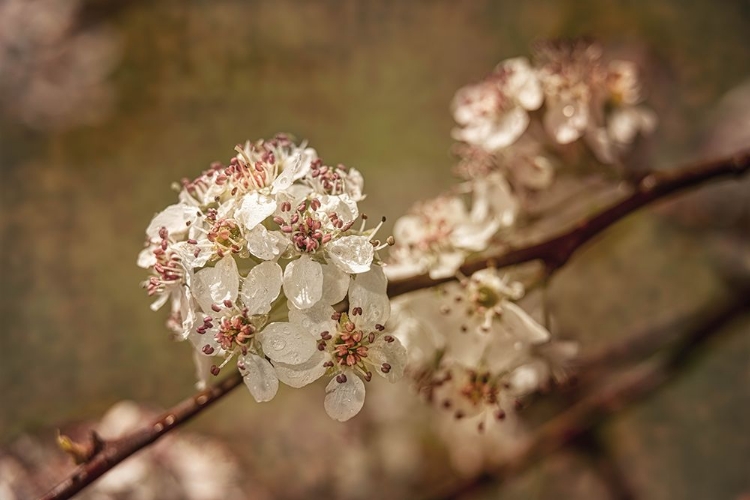 Picture of WHITE CHERRY BLOSSOMS II