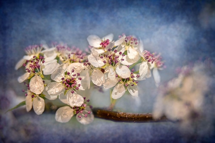 Picture of WHITE CHERRY BLOSSOMS III
