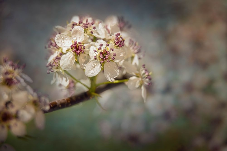 Picture of WHITE CHERRY BLOSSOMS IV
